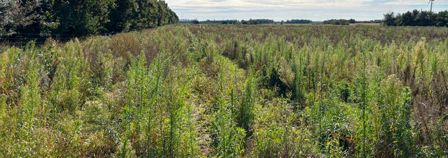 mark med ny beplantning