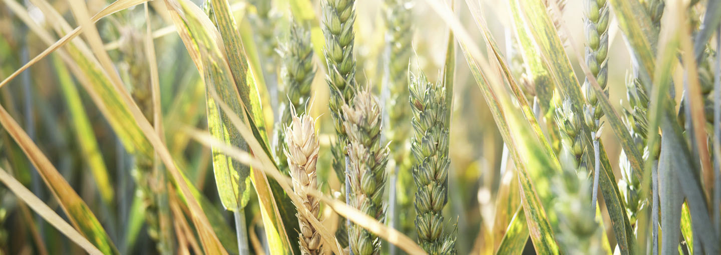 Registrering af skadevoldere i afgrøder