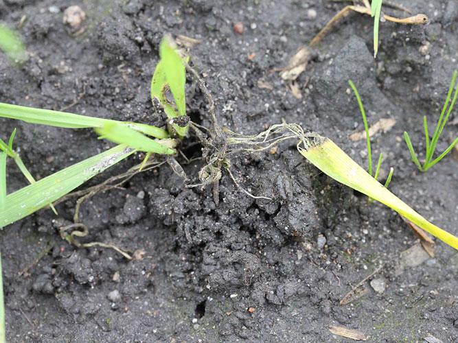 Blad begnavet ved basis.