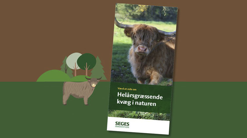 Grafik af folder til helårsgræssende kvæg