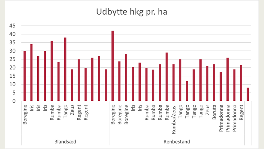 Udbytte i renbestand og i blanding sorteret efter lupinsort. 