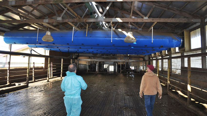 En kvægstald der viser et overtryksventilationsanlæg, der bringer frisk luft ind over køerne via rør eller kanalformede poser. 