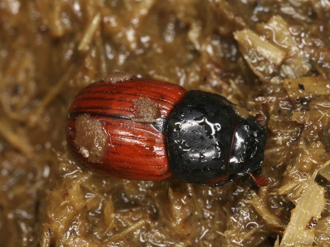 Lakrød møgbille er en af de næsten truede arter af møgbiller, der lever i møg. Ligesom mange andre arter er den sårbar over for rester af ormemidler i lortene. 