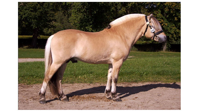 Betydelig Fjordhingst med racetypisk udstråling