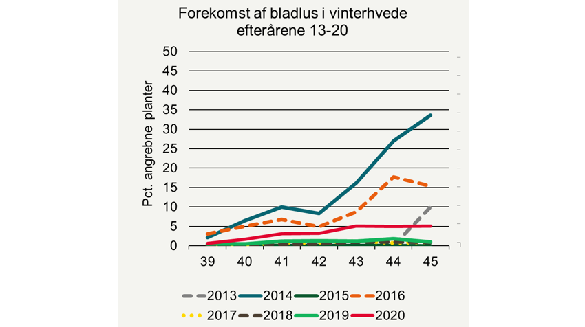 Udviklingen af bladlus (procent angrebne planter) i ubehandlede vinterhvedemarker i efterårene 2013-2020 i Planteavlskonsulenternes registreringsnet. Årligt der er bedømt i ca. 30-35 marker.