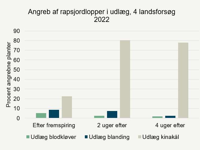 Angreb af rapsjordlopper i udlægsafgrøderne, procent angrebne planter.