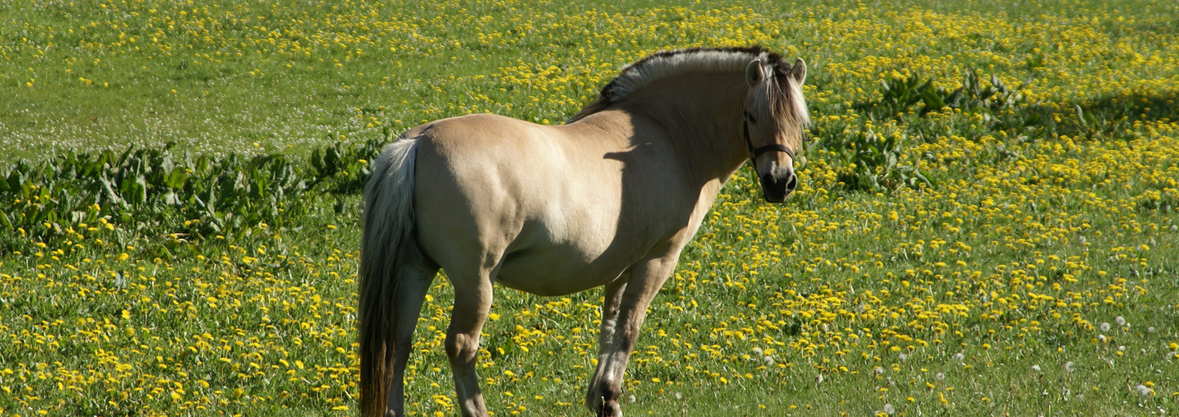 Landbrugsfaglig viden om heste og hestehold