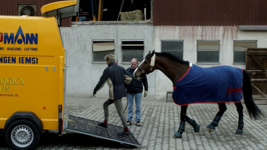 Læsning af hest i hestetrailer