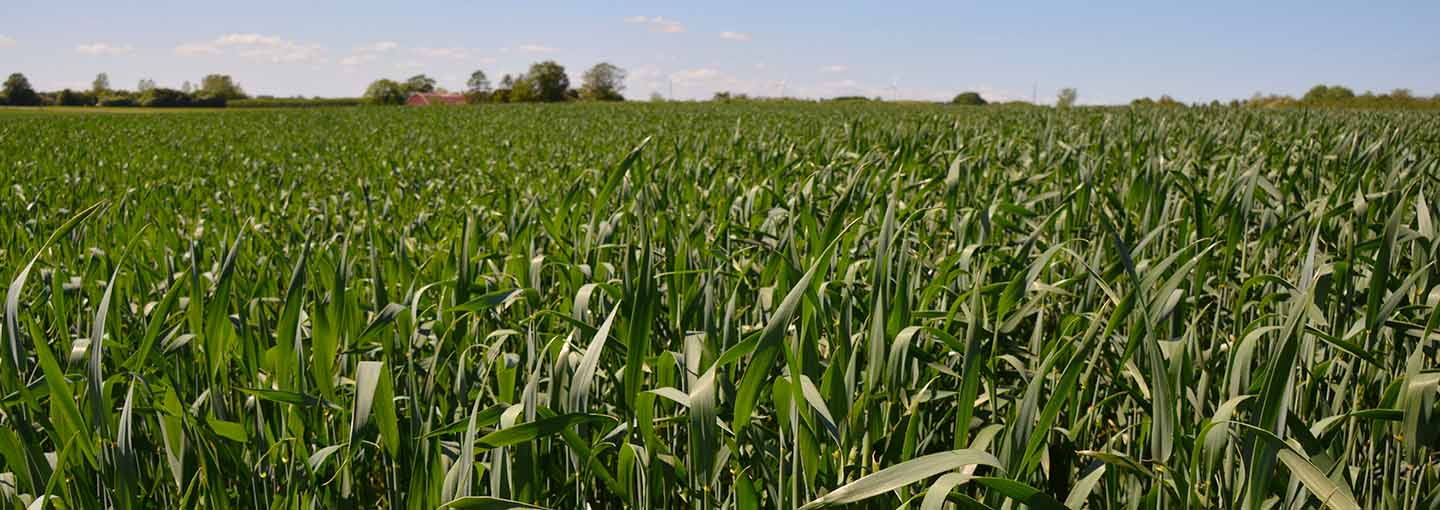 vinterhvede på en mark