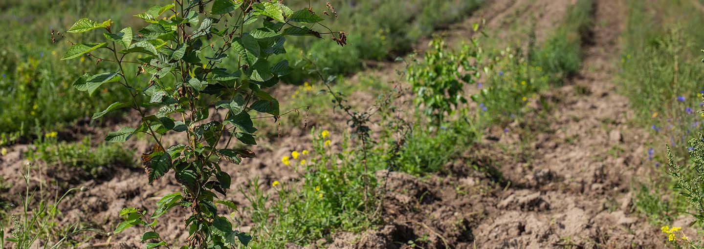 ny beplantning på en mark