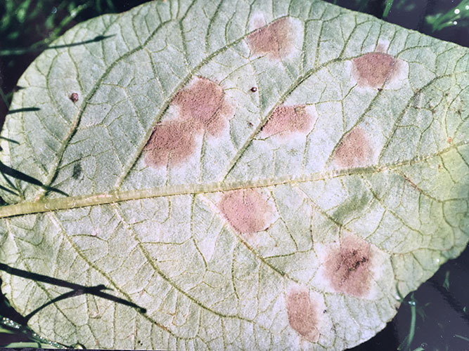 Cercospora bladplet (C. concors) i kartofler kan ligne skimmel men mycelium i cirkulære pletterne på undersiden er grågrønt.