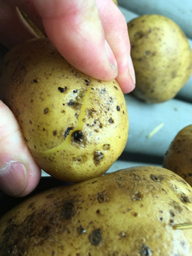 Eksempler på kartofler med Drycore. Foto Lars Møller, SEGES.
