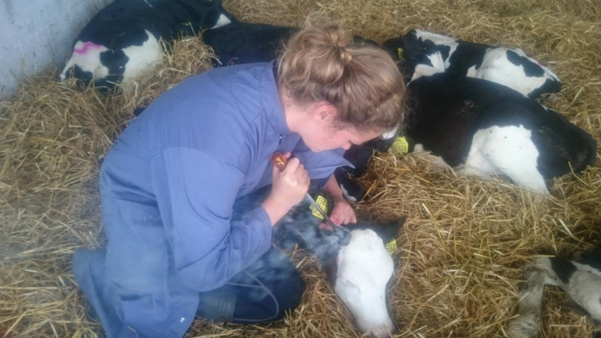 Afhorning af holsteinkalve i halm