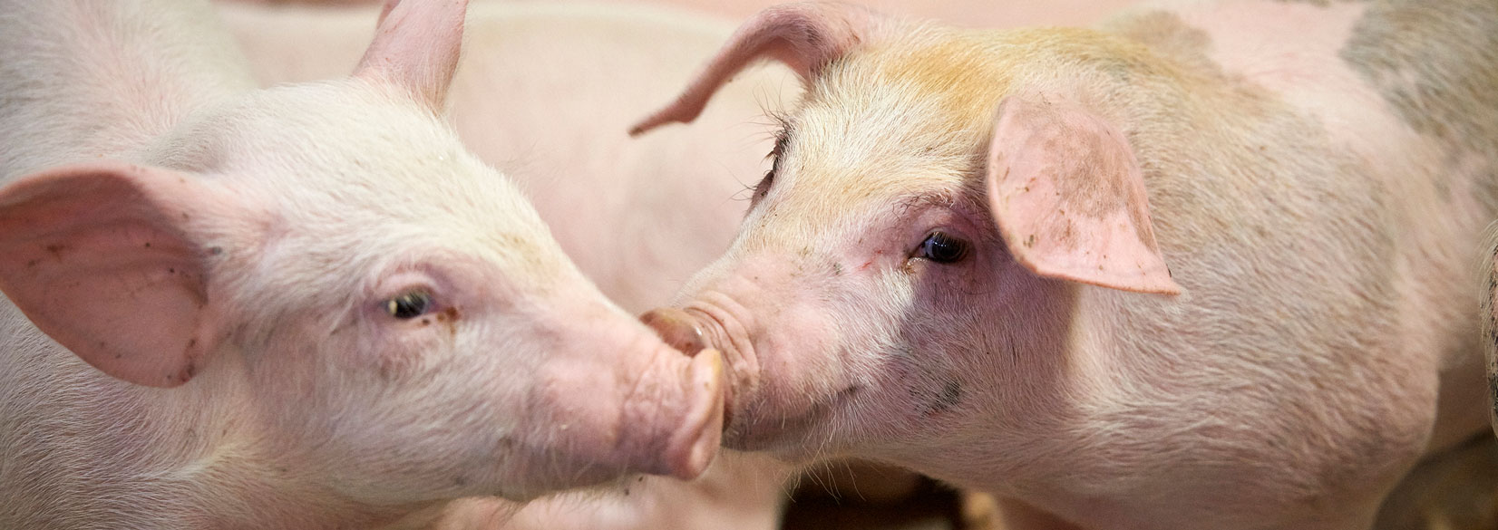 SEGES Svineproduktion har det faglige ansvar for forsøgs- og udviklingsopgaver vedrørende den levende gris samt ansvaret for formidling af den indsamlede viden.