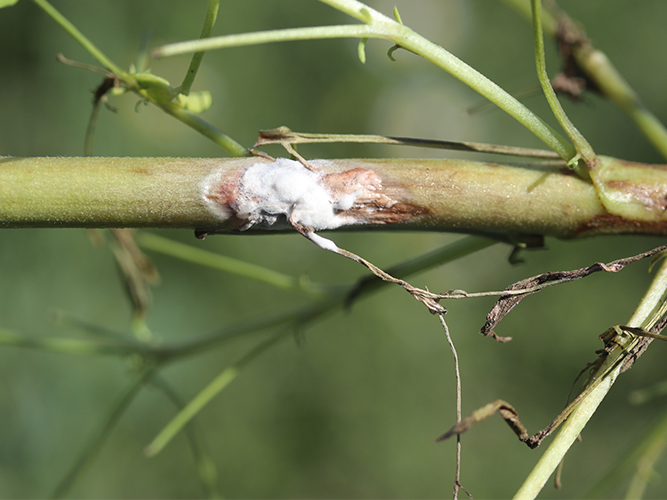 Knoldbægersvamp i lupin. Svampebelægningen er karakteristisk hvid. Nedfaldent plantemateriale og fugt skaber indfaldsvej for svampen. Fotograferet 11. juli 2022. Fotograf Ghita Cordsen Nielsen, SEGES.