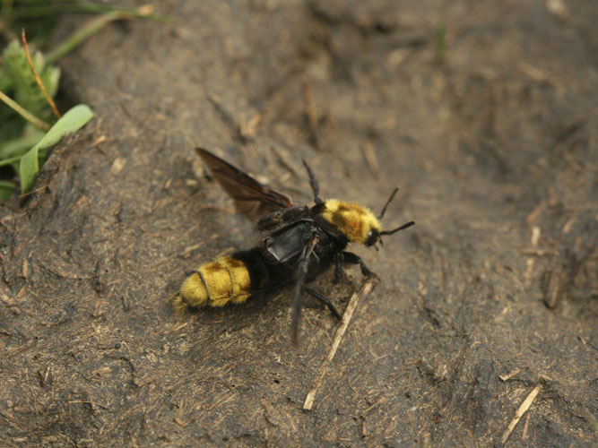 Humlerovbille er en af Danmarks smukkeste biller. Den lever som rovdyr på kokasser, hvor den fanger fluer, biller og larver