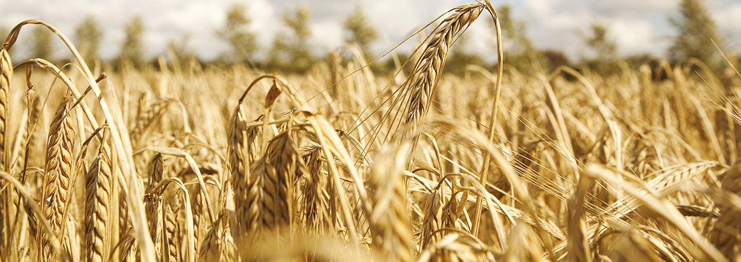 Husk at registrere dit høstudbytte med FarmTracking