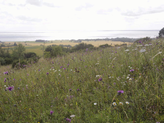 Mark med vilde blomster