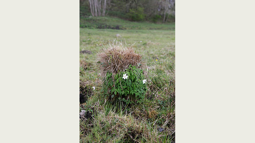 Tue dannet af en art af star, som er en planteslægt, der ligner græs
