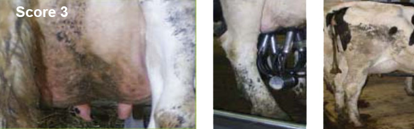 Score 3 på hygiejnevurdering af malkekøer