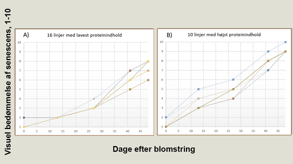 Figur 2. Visuel bedømmelse af senescens (skala 1-10) på parcelniveau for krydsningslinjer af forældresorter med forskelligt proteinindhold. Forløbet af senescens efter blomstring er vist for de 16 linjer med lavest proteinindhold (A) og for de 10 linjer med højst proteinindhold (B) ud af i alt 123 linjer. 
