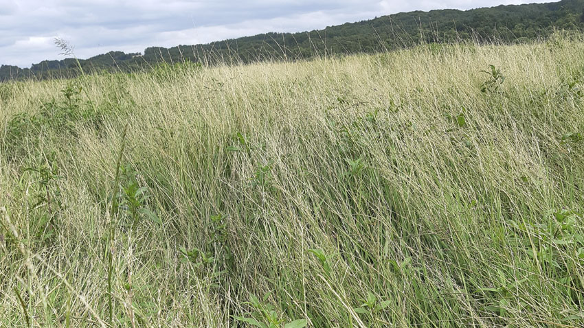 Lavbundsprojektet Heltzen Pumpelaug og Enge