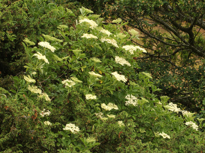 Et typisk krat på et gammelt surt overdrev – ene, blomstrende hyld og stilk-eg