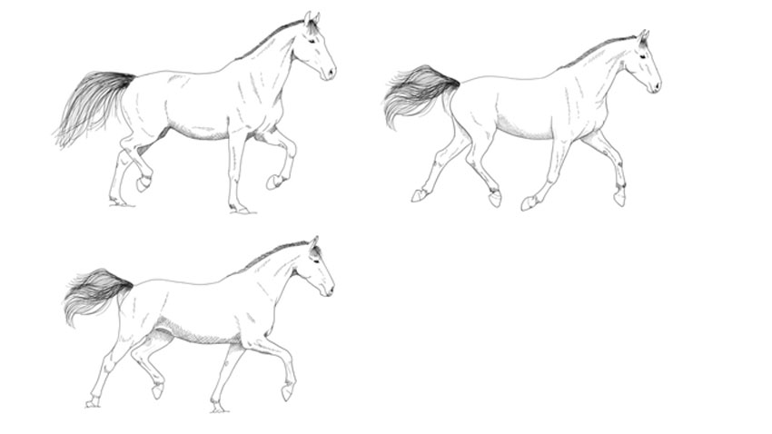 Travbevægelsen hos heste skal være totaktet