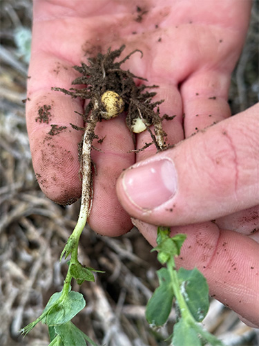 På trods af den korte periode og kølige forhold er planterne fra rodspids til top cirka 17 cm