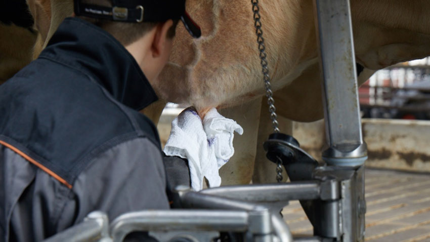 Gode malkerutiner til at forebygge stigning i celletal hos malkekøer