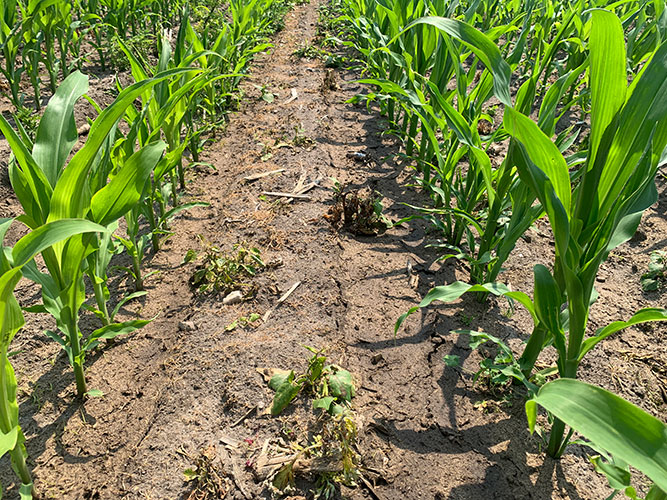 Sen bekæmpelse med glyphosat mellem rækkerne skal håndtere større ukrudt, mens der over rækken er anvendt almindelig ukrudtsstrategi i majs (led 4).