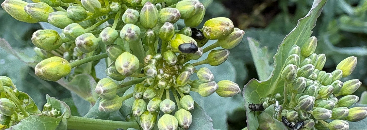 Glimmerbøsser på hoved- og sideskud fotograferet 19. april 2026. Ghita Cordsen Nielsen, Planter & Miljø, SEGES Innovation P/S
