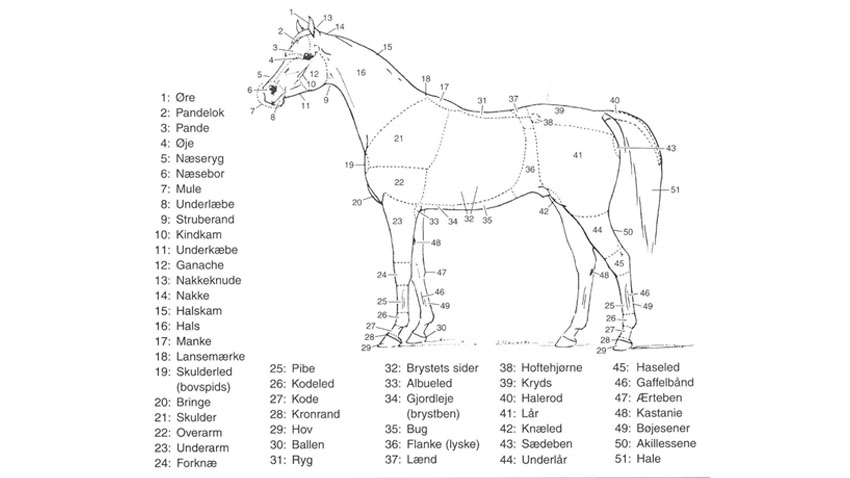 Hestens enkelte bygningstræk