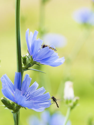 Cikorie tæt på