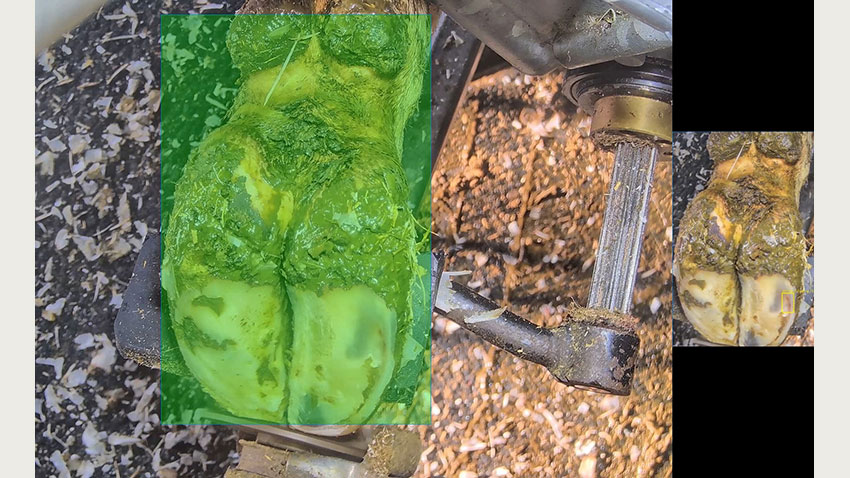 Billedet viser en videooptagelse af en klov under beskæring