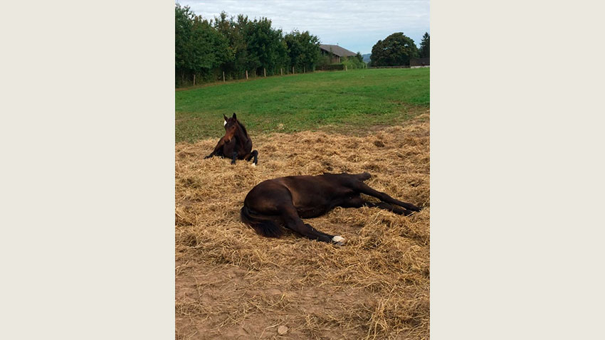 Heste ligger i halm
