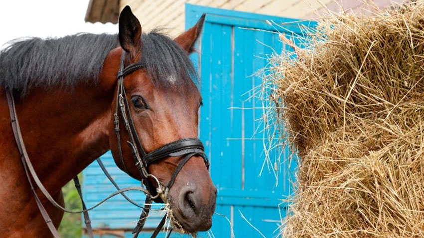 Hest med hovedtøj ved siden af halmballe