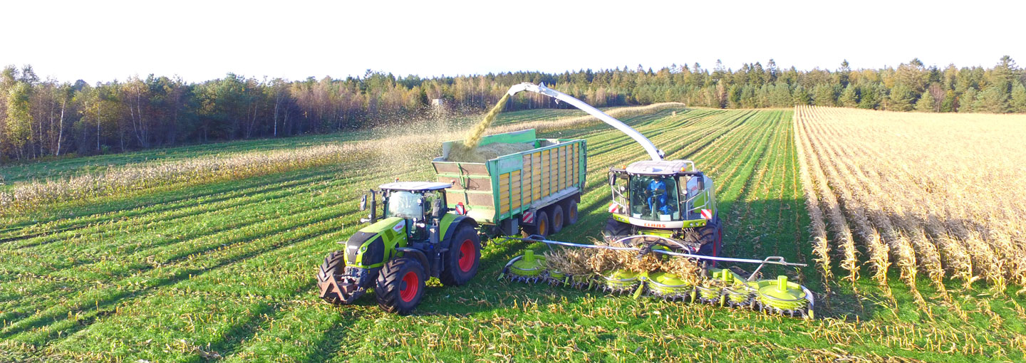 Høst af majshelsæd med finsnitter.
