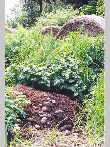  Affaldsdynge med kartoffelplanter