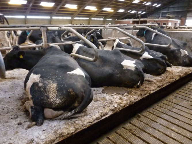 Køerne ligger på skrå i sengene og det resulterer i at de skider i sengene