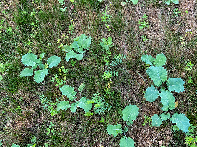 I forsøg 002 var forfrugten rødsvingel, og der var genvækst af rødsvingel i forsøget. Her forsøgsled 3, raps med udlæg af blandingen. Fotograferet 4. oktober 2021 af Lone Urbrand Larsen, Agrovi.
