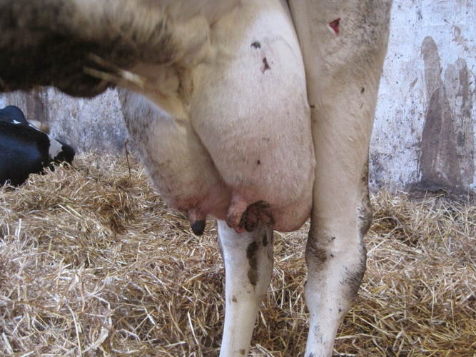 Yverbetændelse i besætninger smittet med Mycoplasma bovis