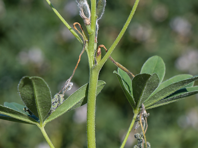Antracnose i hvid lupin. Angrebne blomsterstilke. Fotograferet 11. juli 2022. Fotograf Ghita Cordsen Nielsen, SEGES.