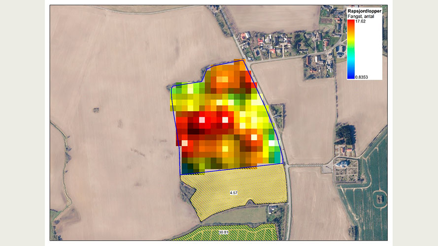 Fangster af rapsjordlopper i de 24 fangbakker ved Vonsmose, Haderslev samt rapsmarker i området i sæson 2023 