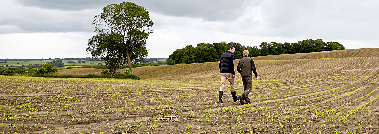 2 mænd går hen over en mark med 10-15 cm høje majsplanter. Markerne bugter sig mod horisonten