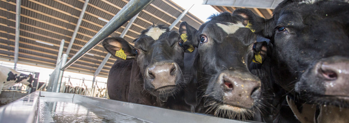 Køer i stalden