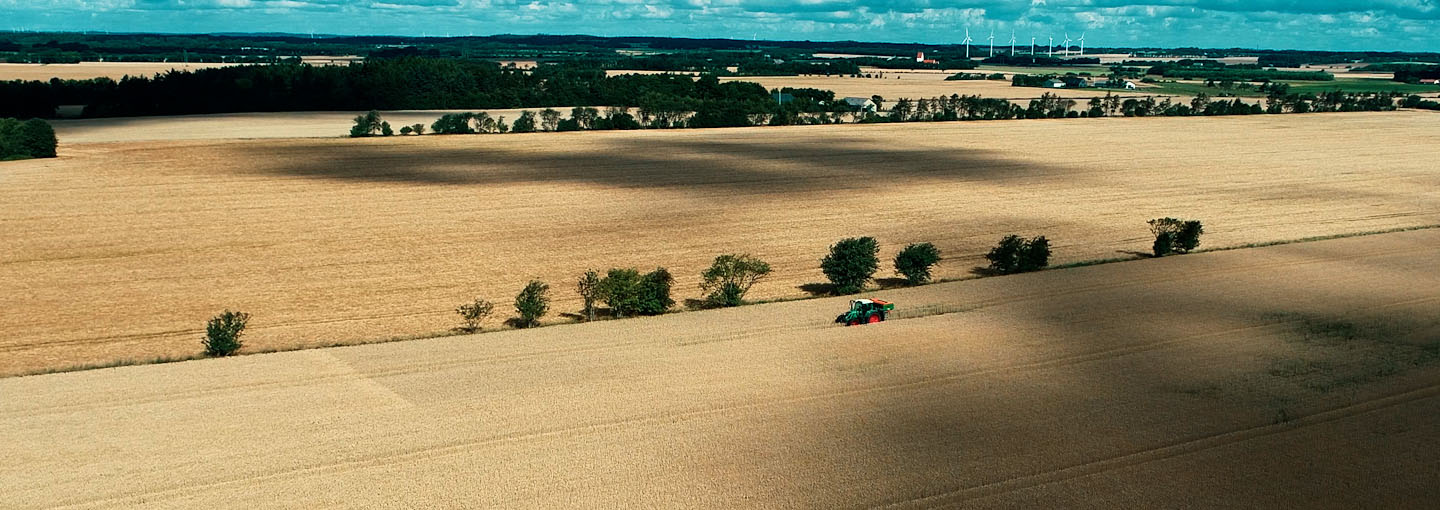 Dronebillede ud over en gylden kornmark, hvor der kører en traktor