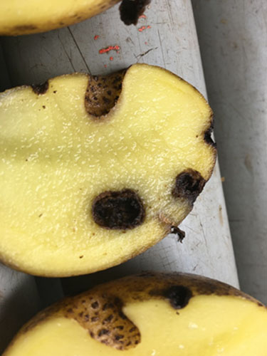 Eksempler på kartofler med ormegange. Foto Lars Møller, SEGES.