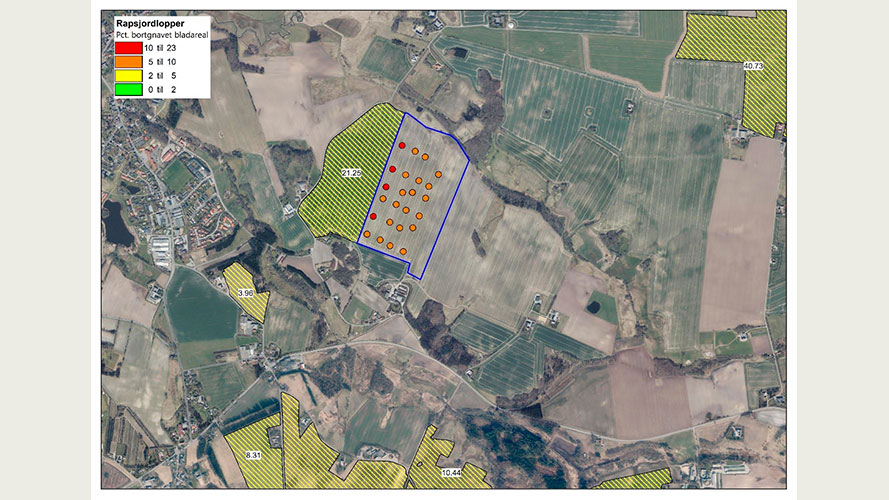 Bladgnav af rapsjordlopper i uge 41 ved de 24 fangbakker ved Gjern