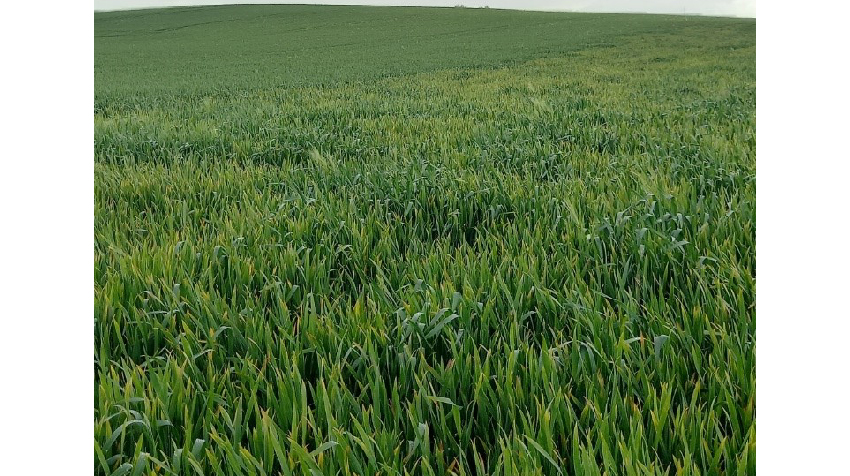 Havrerødsot. Behandlet hhv. ubehandlet vinterhvede på lokaliteten Blans Østermark i Sønderjylland.